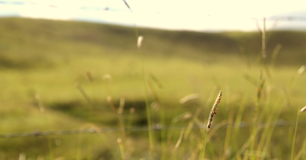pasture grasses in pasture