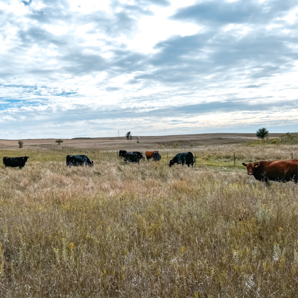 How Many Ribs Does a Cow Have? - Your Beef Rib Guide