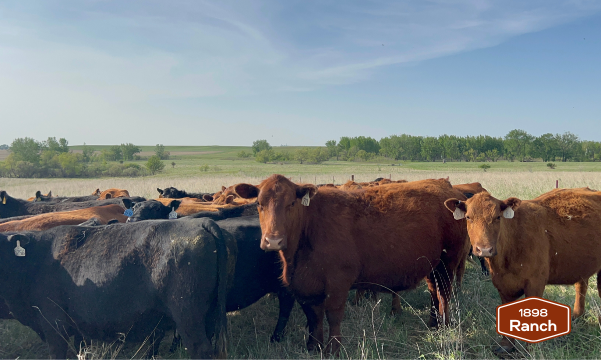 How Much Beef From a Cow: Unlocking the Mystery