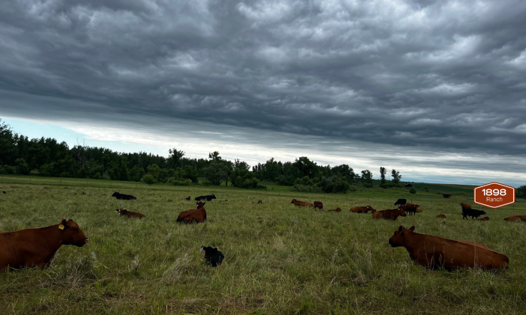 angus cattle herd with gloomy clouds